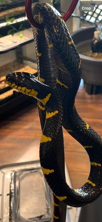 Mangrove Snake (Sonora)63679290430849120
