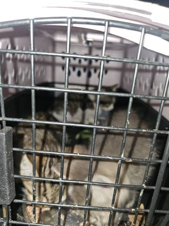Free Kittens (Los Ángeles, (Cerca de USC))64036433136258121