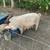 Pigs Pigs Pigs! 2 thumbnail