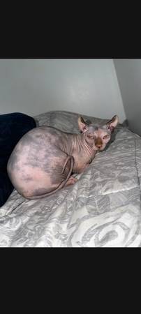 Sphynx Female kitten (Elk Grove)