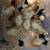 Brahma chicks-mottled, porcelain, blue salmon, lemon pyle, Isabel 3 thumbnail