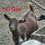 Nigerian Dwarf Kids 2 thumbnail