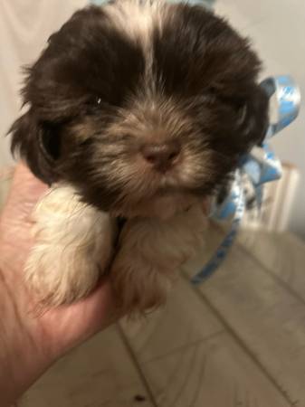 Shihtzu (Enterprise)64018041462786121