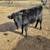 Bull Calf 3 thumbnail