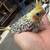 Handfeed cockatiel 1 thumbnail