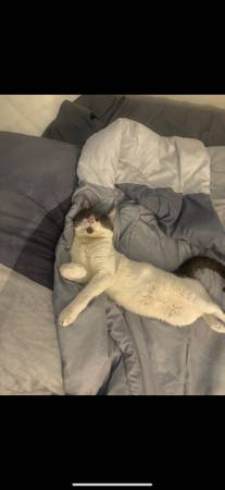 Rehoming two cats M&F (Las Vegas)63907184938882120