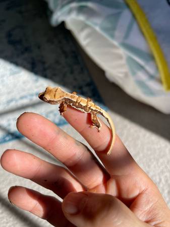 Lilly white crested gecko 1
