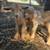 Nigerian Dwarf goats- 2 babies, 1 nanny, 3 bucks 1 thumbnail