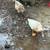Chickens Ducks 3 thumbnail