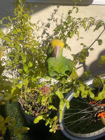 Double Yellow Head Amazon (San Diego)64297350697986124