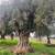 🫒 GIANT 150+ YEAR OLD SUPER GNARLY TRUNK OLIVE TREES GIANT SAVIINGS🫒 8 thumbnail