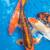 Koi fish $10 per inch 7 thumbnail