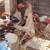 Mixed breed chicks and a male goat 3 thumbnail