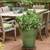 DWARF thornless raspberries for pots! easy to grow on your deck . 5 thumbnail