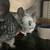 Chinchillas w/ triple Criter Nation and everthing they need 4 thumbnail