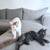 Lovely Kittens!! 1 thumbnail