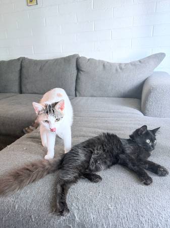 Lovely Kittens!! 1