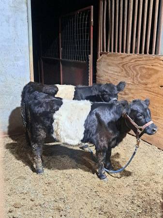 Mini Cows Scottish belted galloway heifer 1