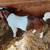 Billy goats 1 thumbnail