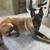 Rehoming my dog… 4 thumbnail