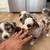 Pups need loving home 3 thumbnail