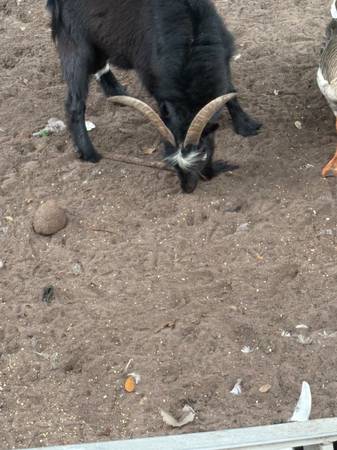 Nigerian dwarf goat63667812900867121