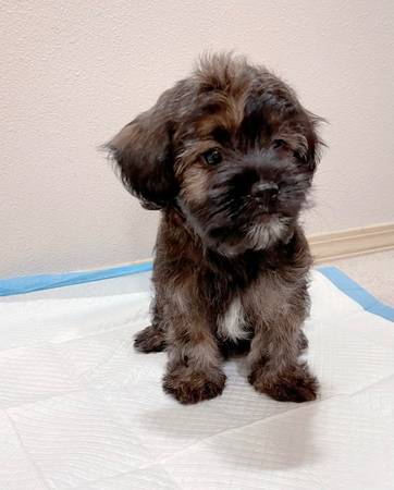 Adopción hoy63853557652355121