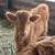 Mini highland calves 4 thumbnail