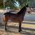 Filly 2 thumbnail