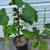 Chicago Hardy Fig Plant (Special variety) reduced price 5 thumbnail