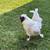 Silkie Roosters 2 thumbnail