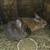 Rabbit. 2 does. 1 thumbnail