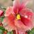 花开富贵- Chinese Bonsai Tree with Jade Leaves /Rose Quartz Flowers 3 thumbnail