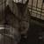 Rabbit 3 thumbnail