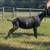 MDGA Mini Lamancha and ADGA Nigerian Herd for sale! 1 thumbnail