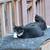 Family of Kittens need rehoming $40 2 thumbnail