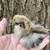 Silkie chicks 3 thumbnail