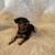 Miniature Pincher Puppies 1 thumbnail