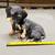 Dachshund dog statue 1 thumbnail