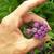 Comfrey, Bocking 14 & Heirloom, perennial herb plants for your Garden 4 thumbnail