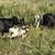 Mini cow and mini cow crosses. 3 thumbnail