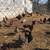 Laying hens 1 thumbnail