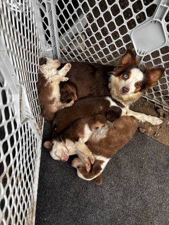 Tiny shepherds need a home 1