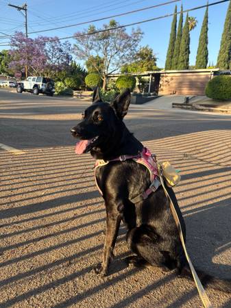 Dog missing (Casa de oro/ rancho San Diego)63955848189826120