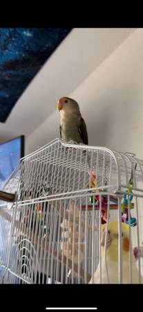 Female Lovebird (age 4) 1
