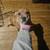 10 week old pitbull puppy 1 thumbnail