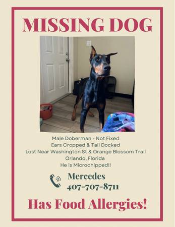 Missing Doberman 1