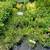 Bee Balm, Sedum, Coneflowers, Grass, Hosta, Coreopsis & more $6.97 4 thumbnail