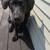 Silver Lab 3 thumbnail