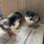 Olive Egger chicks 4 thumbnail